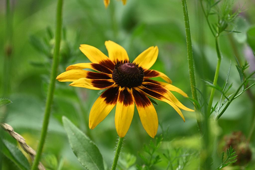 2025-07119595 Tower Hill Botanic Garden, MA.JPG - Black-eyed Susan (Rudbeckia hirta). New England Botanic Garden at Tower Hill, MA, 7-11-2025